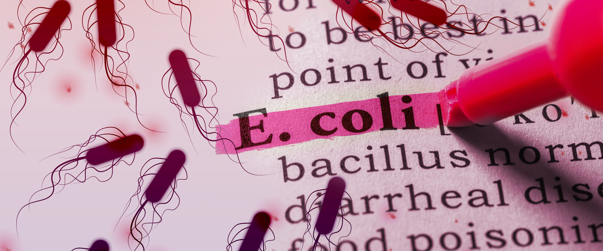 E. Coli